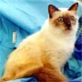  Blue Point