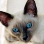  Blue Point