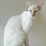  Lilac Tabby (Lynx) Point