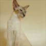  Blue Tabby Point