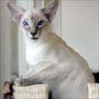   Blue Tabby Point