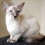  Blue Tabby (Lynx) Point
