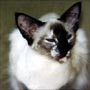  Seal Tortie Point