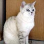     silver-tabby point
