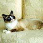  Seal Mitted w/Blaze