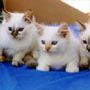  Seal-Torti-Flame-Seal Lynx