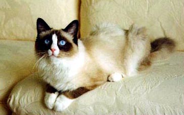 רגדול. Seal Mitted w/Blaze