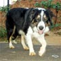 ����� ���� one year old border collie name Tommy