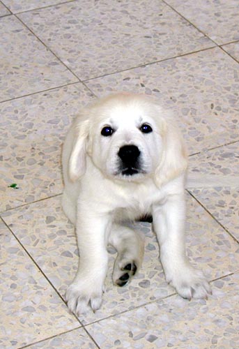 ����� ������. 