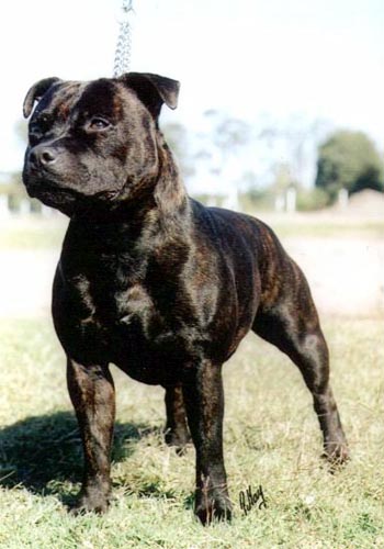 ���������� ��� �����. 