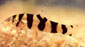 בינון בנגלי 