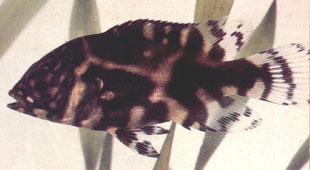 �����. ����