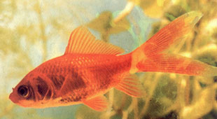 �� ���. ����