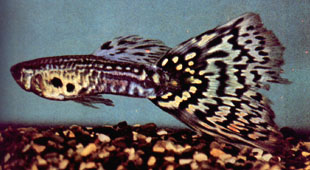 ����. ���