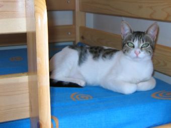 ��� ������