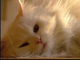 ��� ������