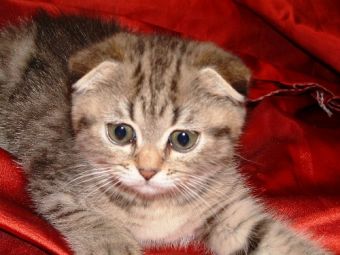 ��� ������