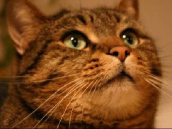 ��� ������