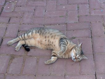 ��� ������