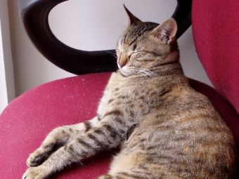 ��� ������