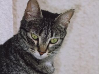 ��� ������