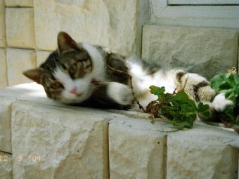 ��� ������