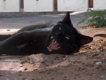 ��� ������