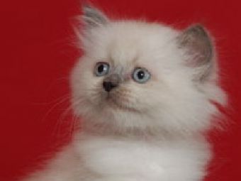 ��� ������