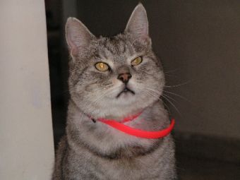 ��� ������