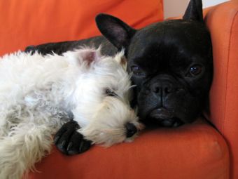 ��� ������