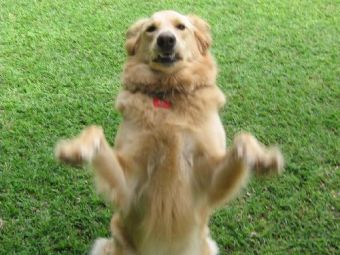 ��� ������