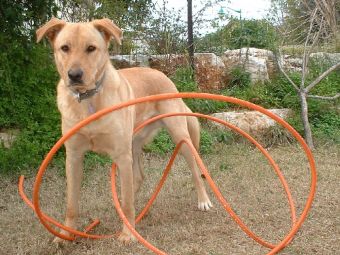 ��� ������