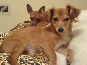 ��� ������