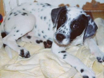 ��� ������