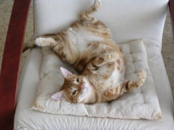 ��� ������