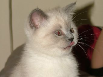 ��� ������