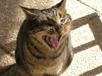 ��� ������