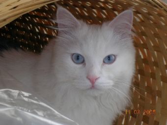 ��� ������