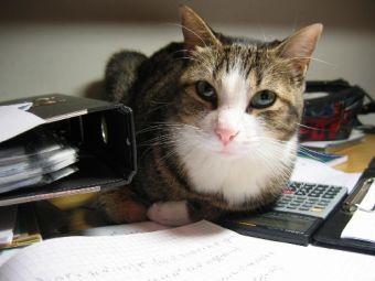 ��� ������