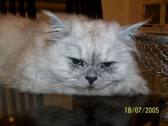 ��� ������