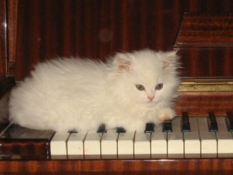 ��� ������